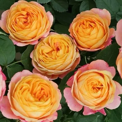 Саженцы роз БЕБИ РОМАНТИКА миниатюрная  Саженцы роз БЕБИ РОМАНТИКА миниатюрная в Ульяновске