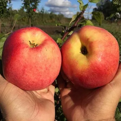 Яблоня КОВРОВОЕ стелющаяся  Яблоня КОВРОВОЕ стелющаяся в Ульяновске