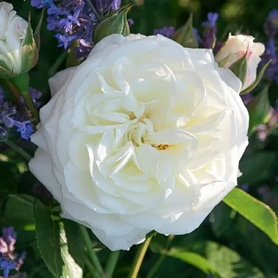 Саженцы роз АЛАБАСТЕР флорибунда  Саженцы роз АЛАБАСТЕР флорибунда в Ульяновске