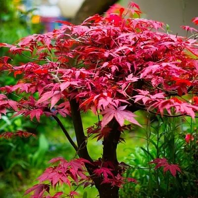 Клен дланевидный АТРОПУРПУРЕУМ  Клен дланевидный АТРОПУРПУРЕУМ в Ульяновске