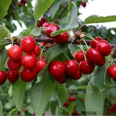 Черешня ДОНЕЦКАЯ КРАСАВИЦА  Черешня ДОНЕЦКАЯ КРАСАВИЦА в Ульяновске