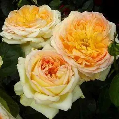 Саженцы роз АЛЬФОНС ДОДЕ чайно-гибридная  Саженцы роз АЛЬФОНС ДОДЕ чайно-гибридная в Ульяновске