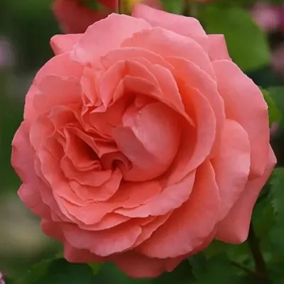 Саженцы роз ДИДИ БРИДЖУОТЕР плетистая  Саженцы роз ДИДИ БРИДЖУОТЕР плетистая в Ульяновске