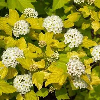 Пузыреплодник ДАРТС ГОЛД  Пузыреплодник ДАРТС ГОЛД в Ульяновске