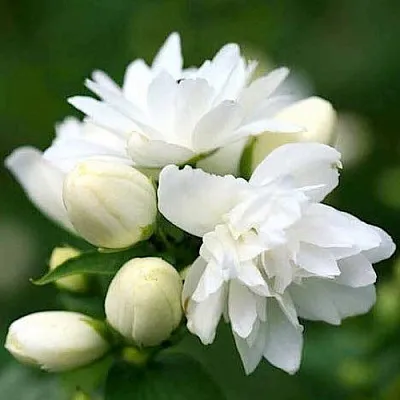 Жасмин ШНЕЕШТРУМ  Жасмин ШНЕЕШТРУМ в Ульяновске