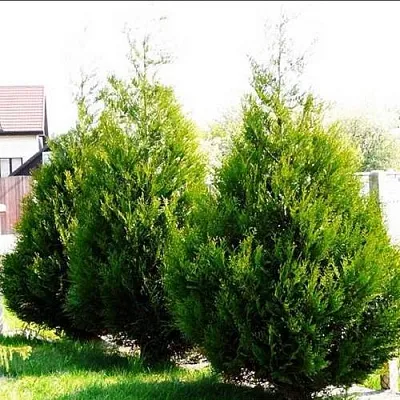Туя АТРОВИРЕНС складчатая  Туя АТРОВИРЕНС складчатая в Ульяновске