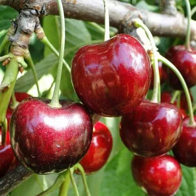 Черешня САШЕНЬКА  Черешня САШЕНЬКА в Ульяновске