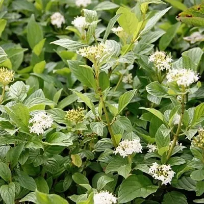 Дерен ФЛАВИРАМЕА отпрысковый  в Ульяновске