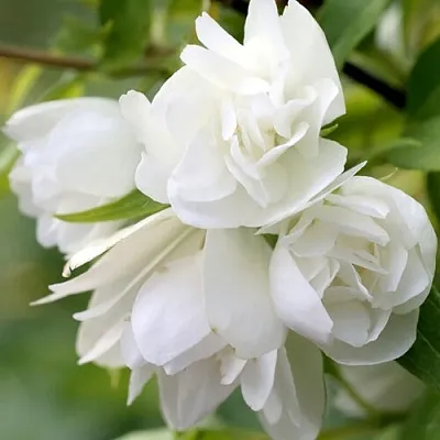 Жасмин МАНТО Д’ЭРМИН  Жасмин МАНТО Д’ЭРМИН в Ульяновске