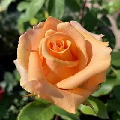 Саженцы роз ВЕРСИЛИЯ чайно-гибридная  Саженцы роз ВЕРСИЛИЯ чайно-гибридная в Ульяновске