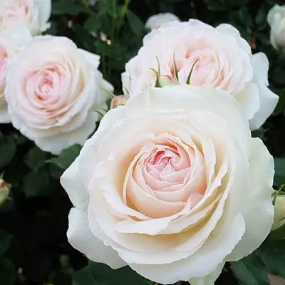 Саженцы роз ПАЛЕ РОЯЛЬ плетистая  Саженцы роз ПАЛЕ РОЯЛЬ плетистая в Ульяновске