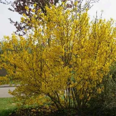 Форзиция КАМСОН промежуточная  Форзиция КАМСОН промежуточная в Ульяновске