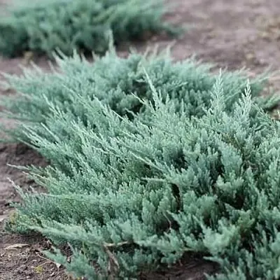 Можжевельник БЛЮ ЧИП горизонтальный в Ульяновске