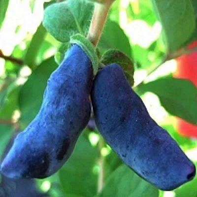 Жимолость съедобная БАКЧАРСКИЙ ВЕЛИКАН  Жимолость съедобная БАКЧАРСКИЙ ВЕЛИКАН в Ульяновске