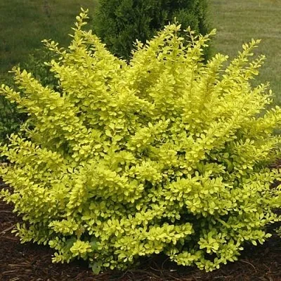 Барбарис АУРЕА тунберга  Барбарис АУРЕА тунберга в Ульяновске