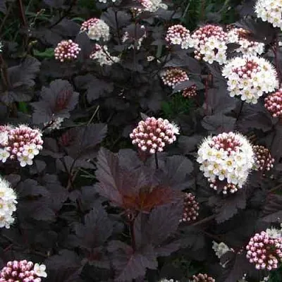 Пузыреплодник ДИАБЛО  Пузыреплодник ДИАБЛО в Ульяновске