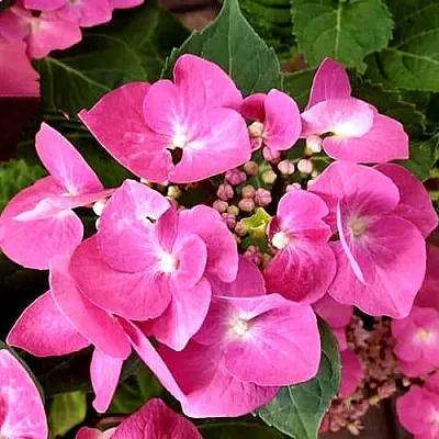 Гортензия ТАУБЕ крупнолистная  Гортензия ТАУБЕ крупнолистная в Ульяновске