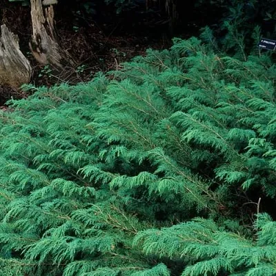 Микробиота в Ульяновске