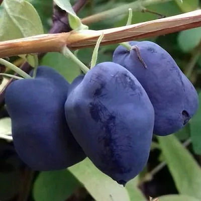 Жимолость съедобная БОРЕАЛ БЬЮТИ (СЕВЕРНАЯ КРАСАВИЦА)  Жимолость съедобная БОРЕАЛ БЬЮТИ (СЕВЕРНАЯ КРАСАВИЦА) в Ульяновске