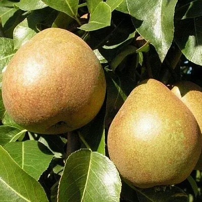 Саженцы груши Белорусская поздняя Саженцы груши Белорусская поздняя