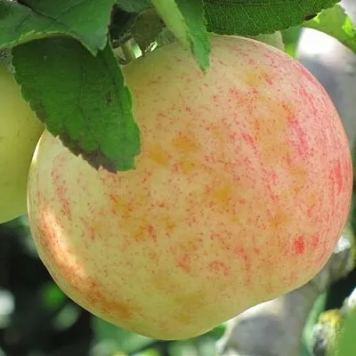 Яблоня ЛЕТНЕЕ СЛАДКОЕ в Ульяновске