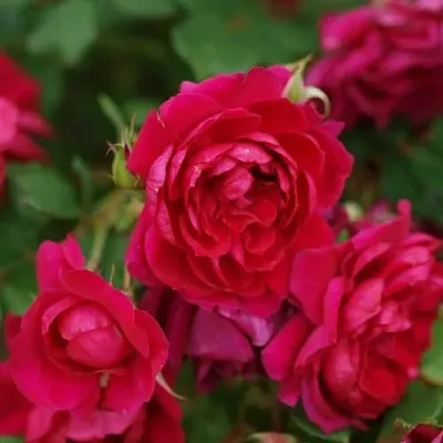 Саженцы роз КВАДРА плетистая  Саженцы роз КВАДРА плетистая в Ульяновске