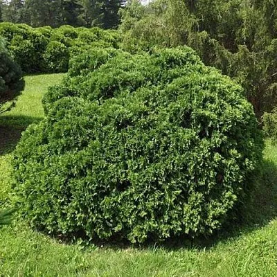 Туя УМБРАКУЛИФЕРА западная  Туя УМБРАКУЛИФЕРА западная в Ульяновске