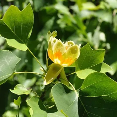 ЛИРИОДЕНДРОН тюльпанный  ЛИРИОДЕНДРОН тюльпанный в Ульяновске