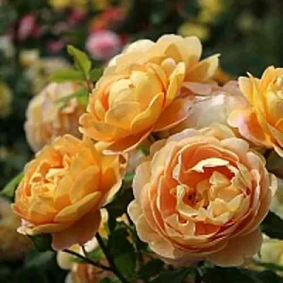 Саженцы роз ГОЛДЕН СЕЛЕБРЕЙШЕН английская  Саженцы роз ГОЛДЕН СЕЛЕБРЕЙШЕН английская в Ульяновске