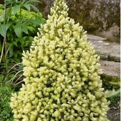 Ель МАЙГОЛД колючая  Ель МАЙГОЛД колючая в Ульяновске