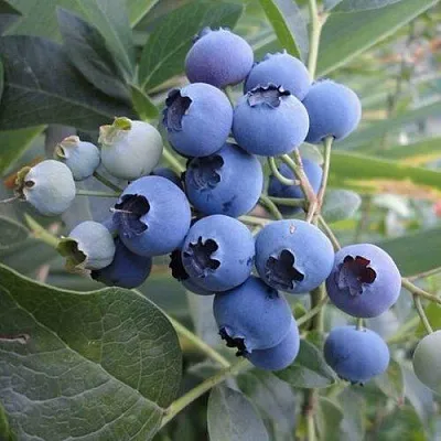 Голубика ЛЕГАЦИЯ  Голубика ЛЕГАЦИЯ в Ульяновске