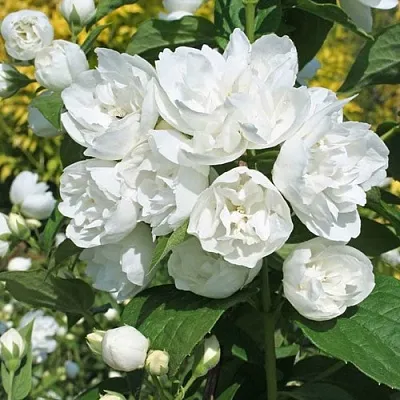 Жасмин махровый  Жасмин махровый в Ульяновске