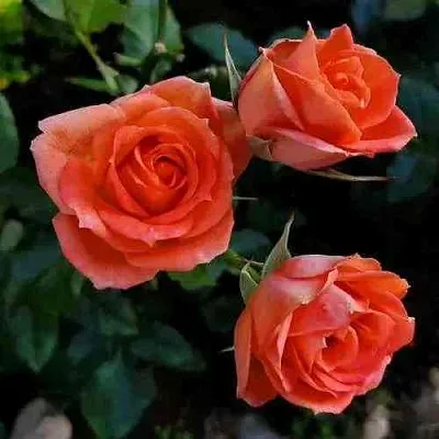 Саженцы роз ОРАНЖ ДЖЕВЕЛ миниатюрная  Саженцы роз ОРАНЖ ДЖЕВЕЛ миниатюрная в Ульяновске