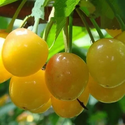 Черешня ЯНТАРНАЯ  Черешня ЯНТАРНАЯ в Ульяновске