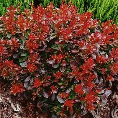 Барбарис КАРМЕН тунберга  Барбарис КАРМЕН тунберга в Ульяновске