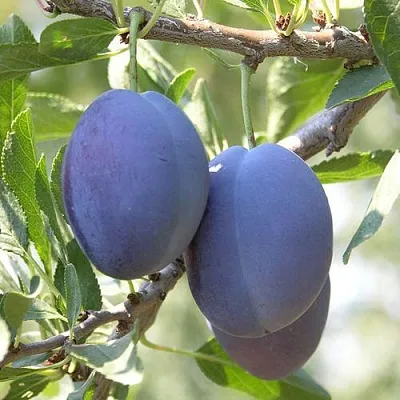 Слива СТЭНЛИ  Слива СТЭНЛИ в Ульяновске