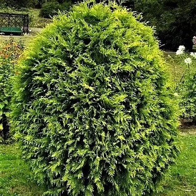 Туя ТИП ТОП западная  Туя ТИП ТОП западная в Ульяновске