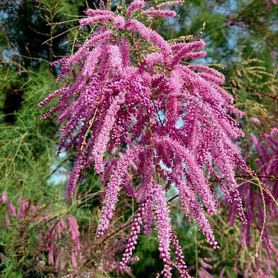 Тамарикс ПИНК КАСКАД  Тамарикс ПИНК КАСКАД в Ульяновске