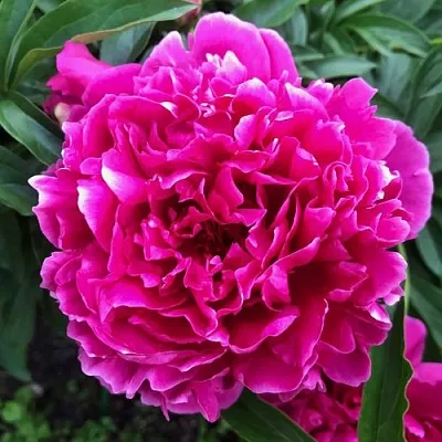 Пион КАРЛ РОЗЕНФЕЛЬД травянистый  Пион КАРЛ РОЗЕНФЕЛЬД травянистый в Ульяновске