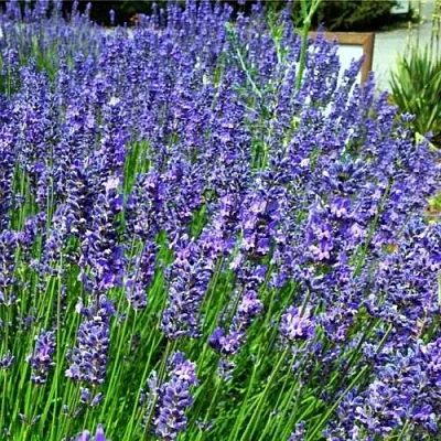 Лаванда ФЕНОМЕНАЛ узколистная  Лаванда ФЕНОМЕНАЛ узколистная в Ульяновске