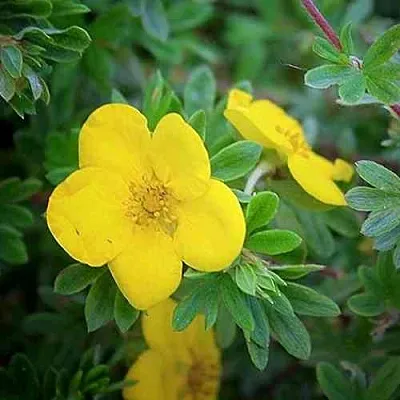 Лапчатка ГОЛДСТАР кустарниковая  Лапчатка ГОЛДСТАР кустарниковая в Ульяновске