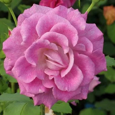 Саженцы роз ВИОЛЕТТА чайно-гибридная  Саженцы роз ВИОЛЕТТА чайно-гибридная в Ульяновске