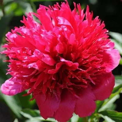 Пион МЭНИ ХЭППИ РИТЕРНЗ травянистый — описание сорта Пион МЭНИ ХЭППИ РИТЕРНЗ травянистый в Ульяновске