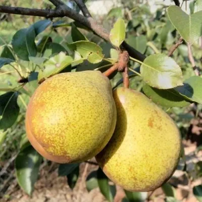 Груша ГЕНЕРАЛ ЛЕКЛЕРК — описание сорта Груша ГЕНЕРАЛ ЛЕКЛЕРК в Ульяновске