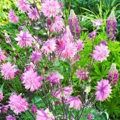 Аквилегия БАРЛОУ ПИНК гибрид МакКаны — описание сорта Аквилегия БАРЛОУ ПИНК гибрид МакКаны в Ульяновске