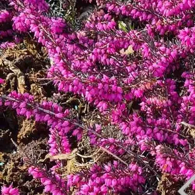 ЭРИКА "АЛЬПИЙСКИЙ ВЕРЕСК" (зимующая) сорт АТРОРУБРА  ЭРИКА "АЛЬПИЙСКИЙ ВЕРЕСК" (зимующая) сорт АТРОРУБРА в Ульяновске