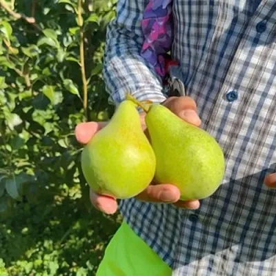 Груша ЗАРЕЧНАЯ КОМПАКТНАЯ  Груша ЗАРЕЧНАЯ КОМПАКТНАЯ в Ульяновске