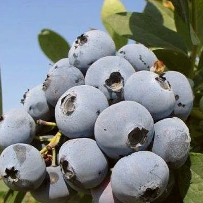 Голубика ЦУКЕР ТРАУБЕ  Голубика ЦУКЕР ТРАУБЕ в Ульяновске