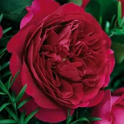 Саженцы роз КЕЙТ английская  Саженцы роз КЕЙТ английская в Ульяновске