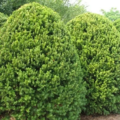 Тис в Ульяновске